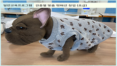 [일반교육프로그램] 견종별 맞춤 펫패션 창업 (초급)